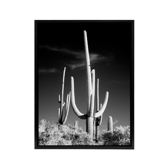 Saguaro Cactus Arizona Carol M Highsmith Framed Canvas Wall Art Print