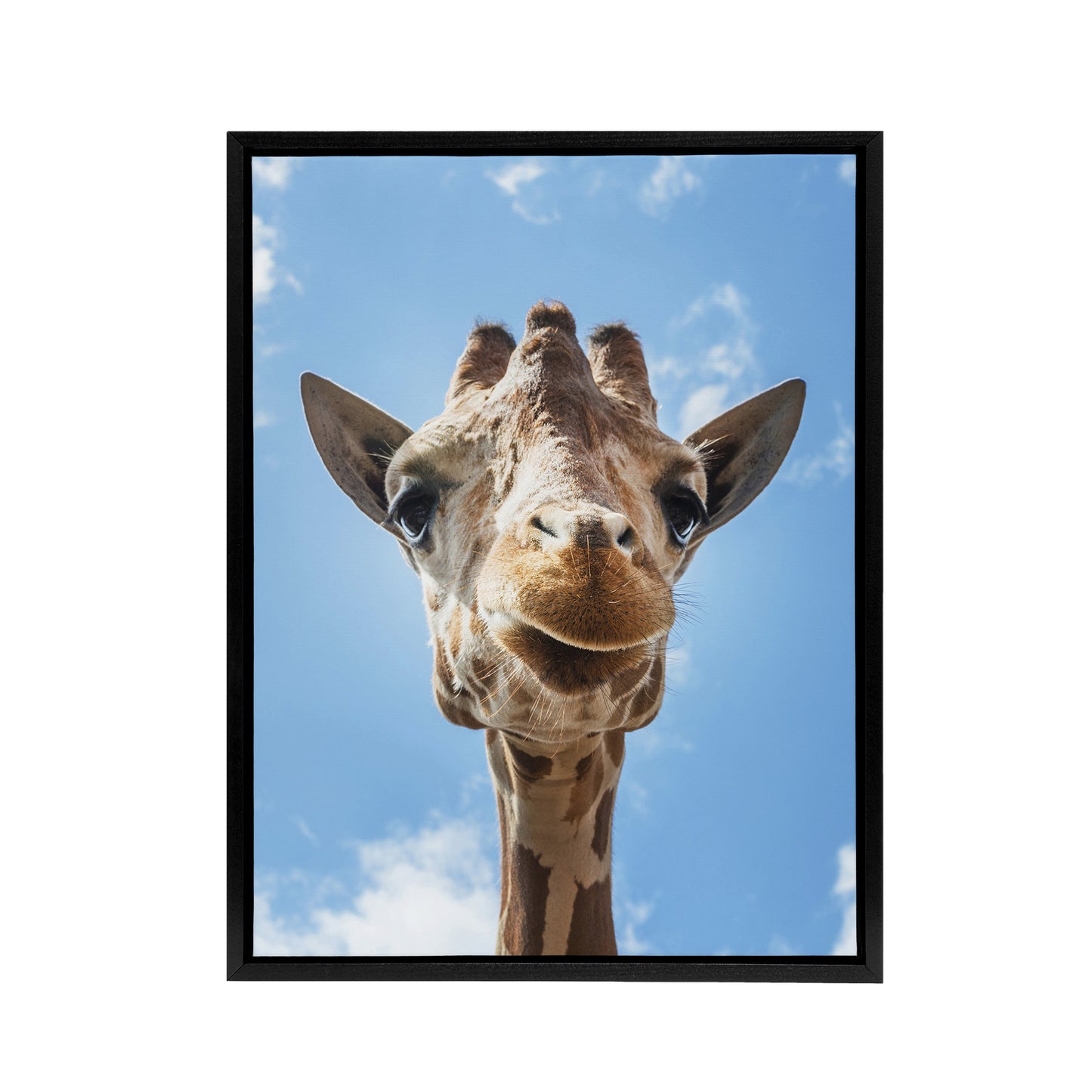Up close look at a giraffe Carol M Highsmith Framed Canvas Wall Art Print