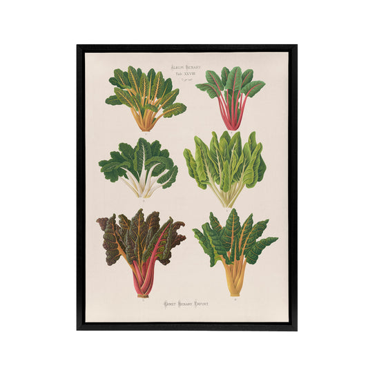 Beet or Swiss Chard Vegetables Ernst Benary Framed Canvas Wall Art Print