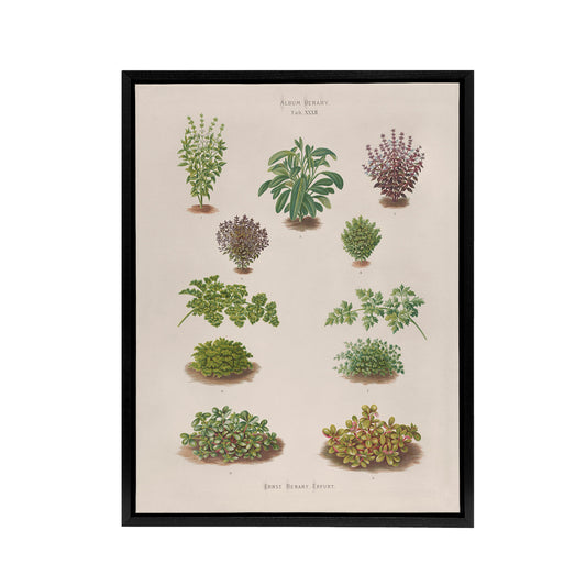 Botanical Bushes Varieties Ernst Benary Framed Canvas Wall Art Print