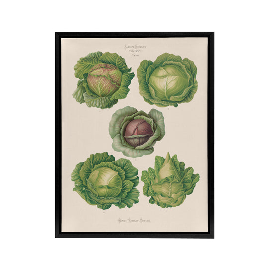 Cabbages Botanical Kitchen Ernst Benary Framed Canvas Wall Art Print