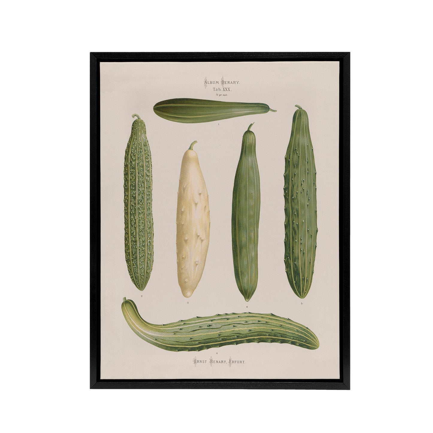 Frame Cucumbers Kitchen Decor Ernst Benary Framed Canvas Wall Art Print