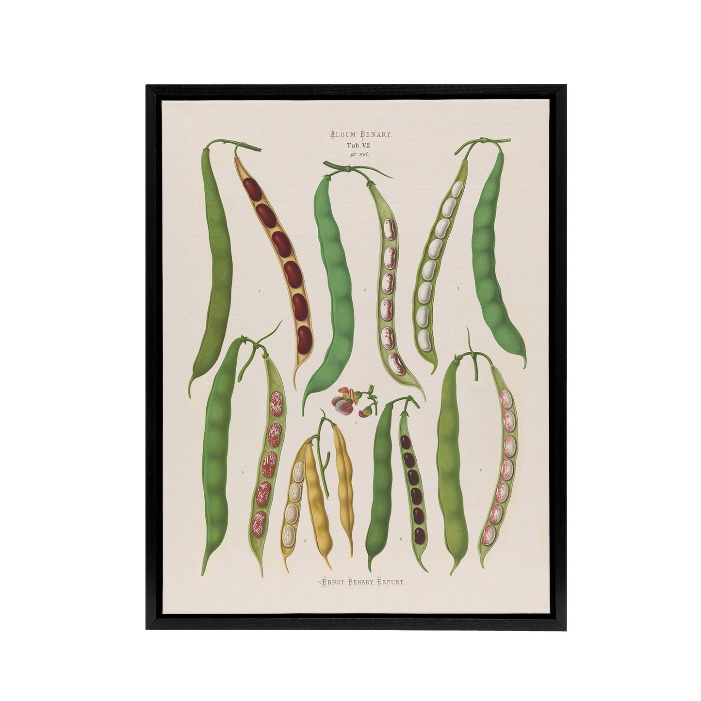 Kidney or Snap Beans Kitchen Ernst Benary Framed Canvas Wall Art Print