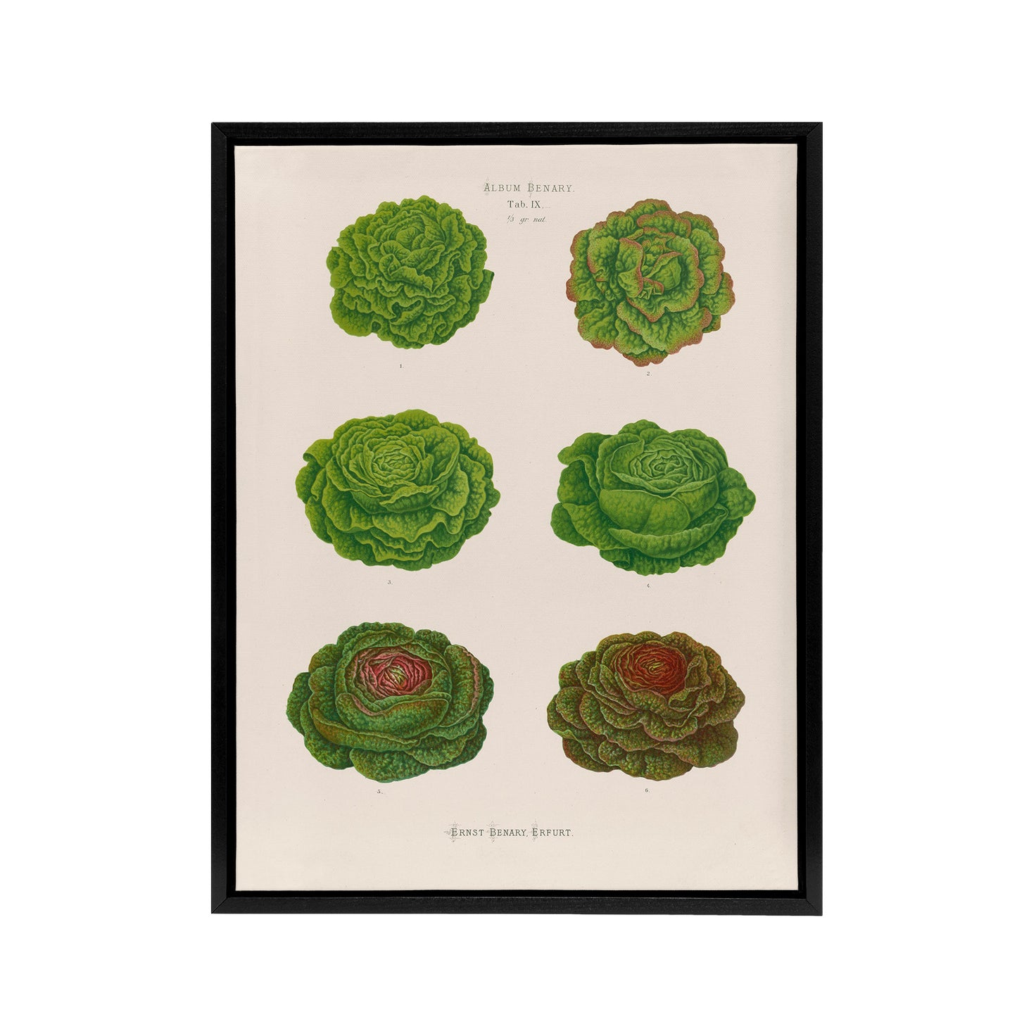 Lettuces Cabbage Varieties Ernst Benary Framed Canvas Wall Art Print