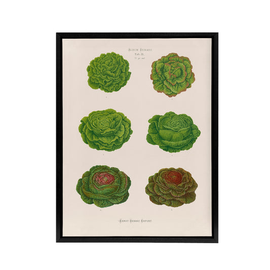 Lettuces Cabbage Varieties Ernst Benary Framed Canvas Wall Art Print