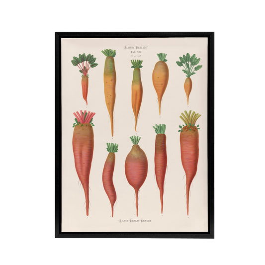 Mangold Wurzels Field Beet Ernst Benary Framed Canvas Wall Art Print
