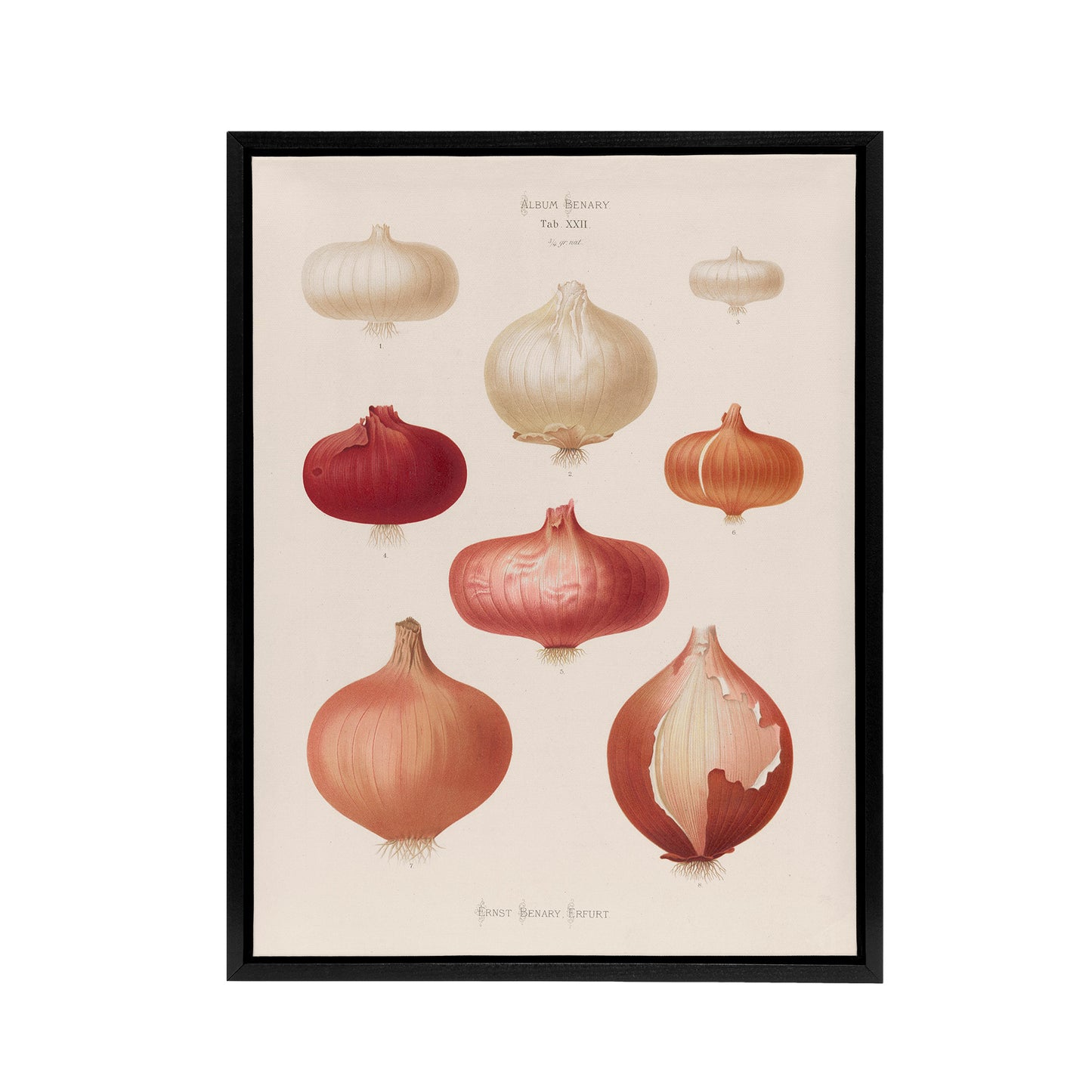 Onions Vintage Kitchen Ernst Benary Framed Canvas Wall Art Print