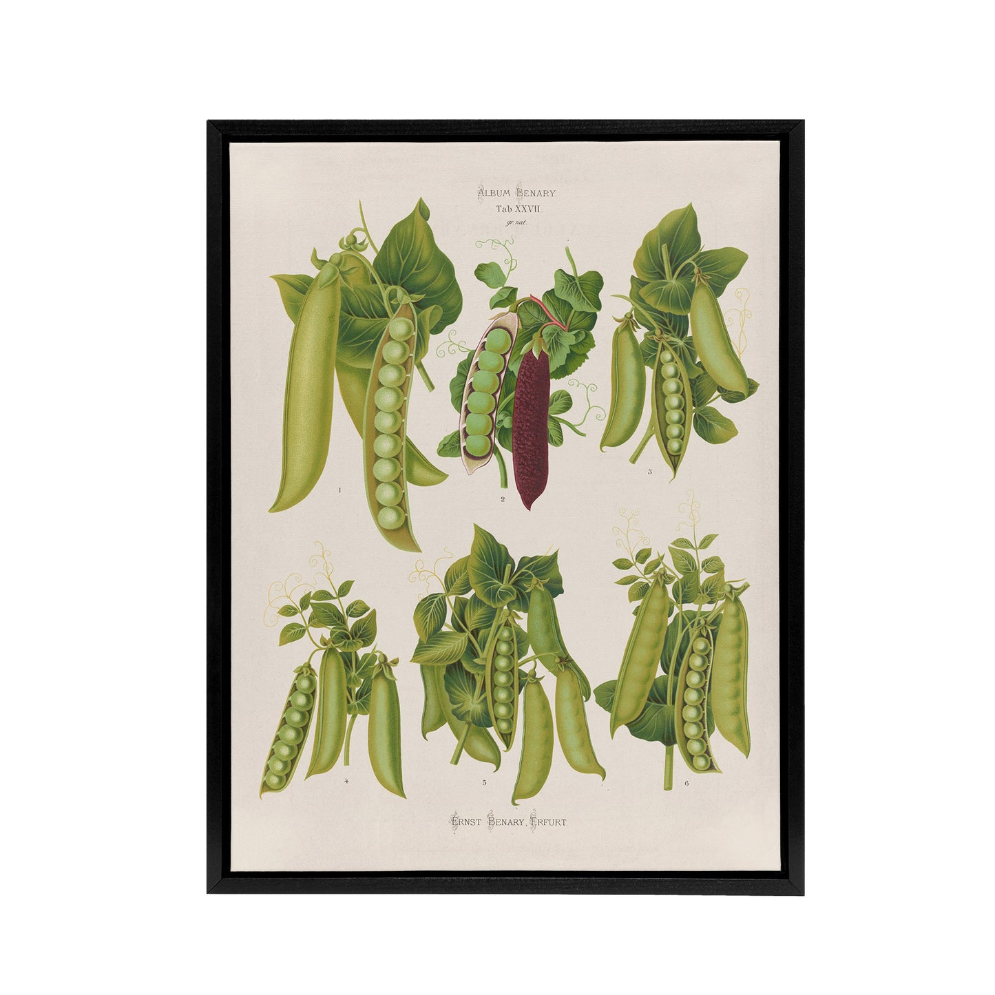Peas Kitchen Vintage Botanical Ernst Benary Framed Canvas Wall Art Print