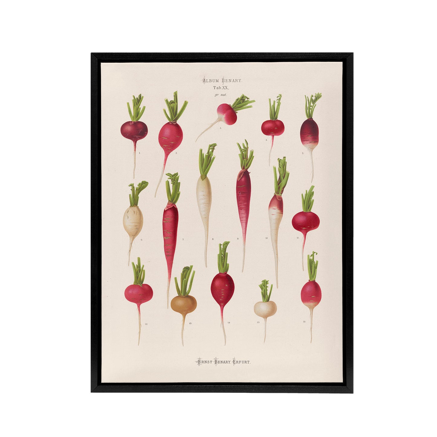 Radishes from Album Benary Ernst Benary Framed Canvas Wall Art Print
