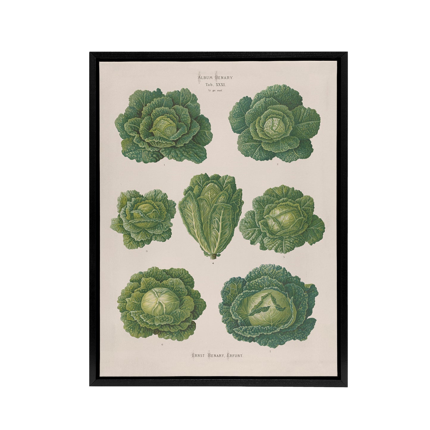 Savoy Cabbages Vintage Kitchen Ernst Benary Framed Canvas Wall Art Print