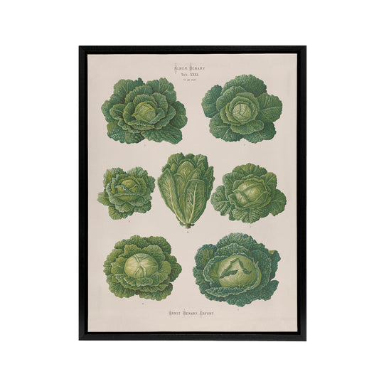 Savoy Cabbages Vintage Kitchen Ernst Benary Framed Canvas Wall Art Print