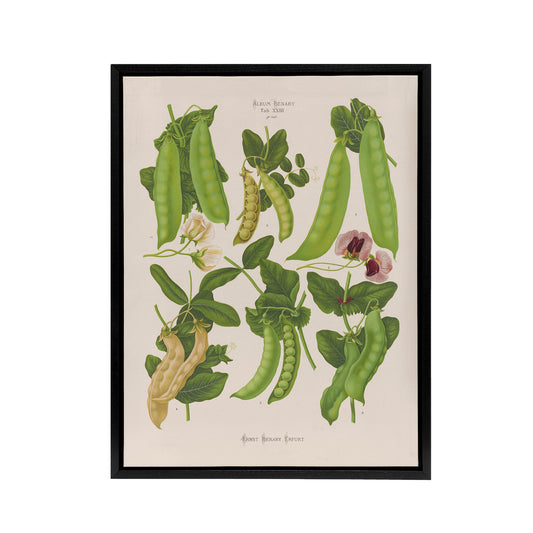 Sugar Peas Vintage Illustration Ernst Benary Framed Canvas Wall Art Print