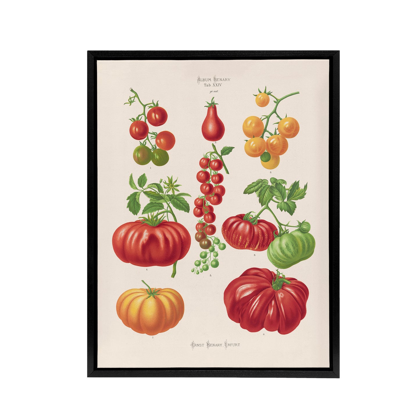 Tomatoes or Love Apples Ernst Benary Framed Canvas Wall Art Print