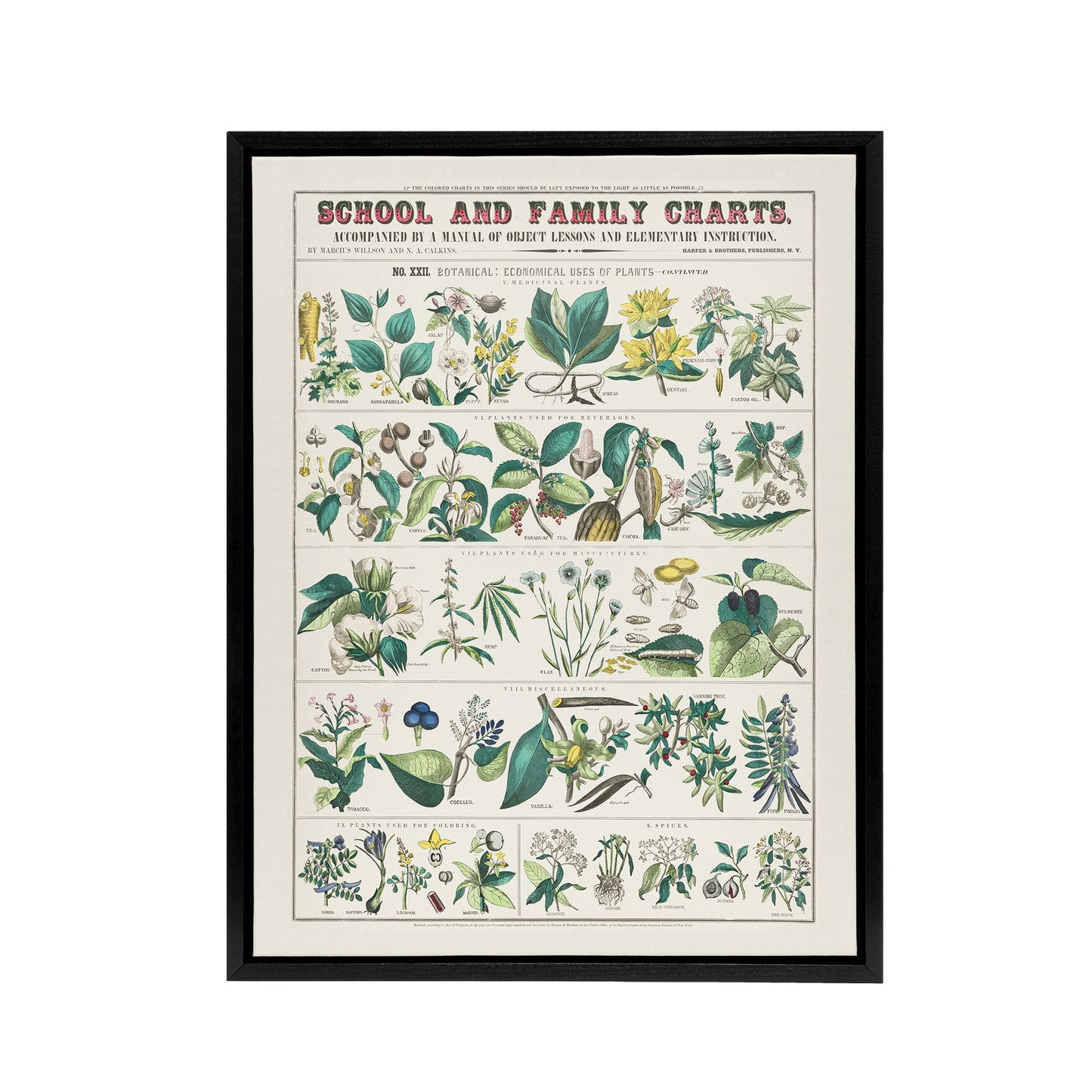School and family charts No XXII Calkins Framed Canvas Wall Art Print