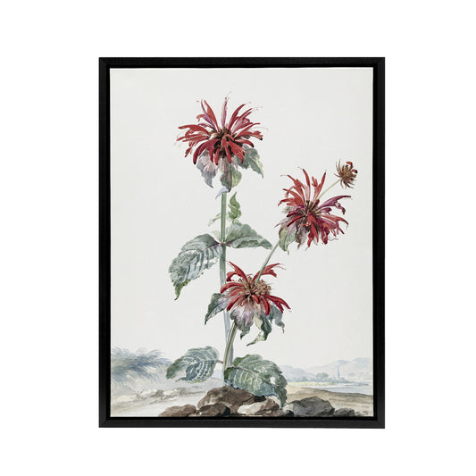 Red Bergamot Flowers in a Landscape Schouman Framed Canvas Wall Art Print