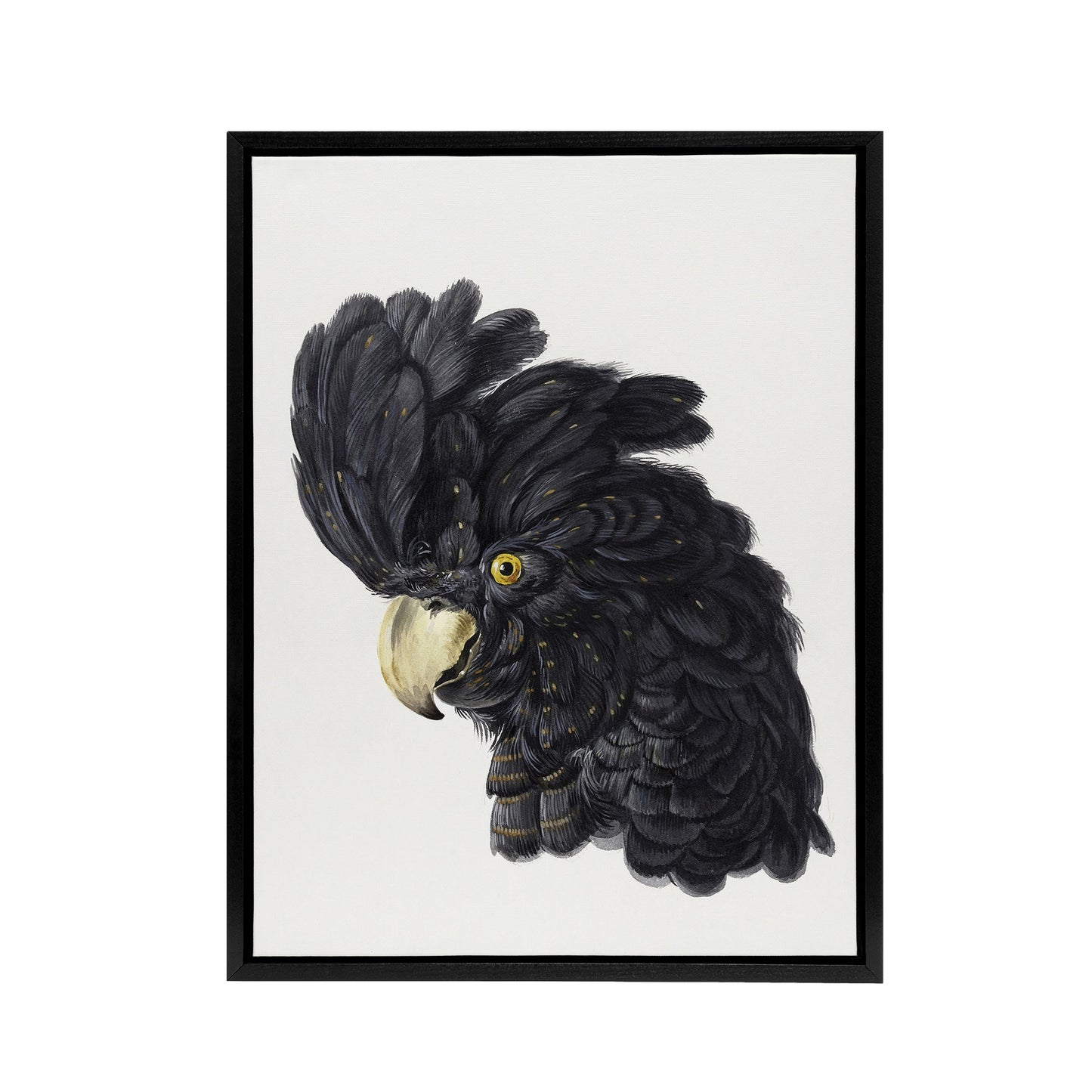 Head of a Black Cockatoo Watercolour Schouman Framed Canvas Wall Art Print