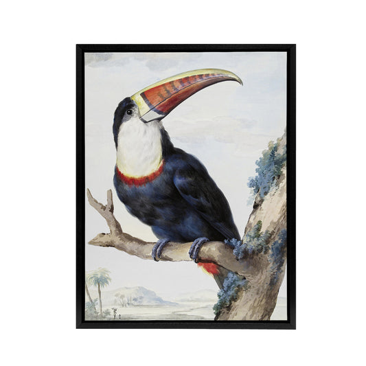 Red Billed Toucan Bird Painting Schouman Framed Canvas Wall Art Print