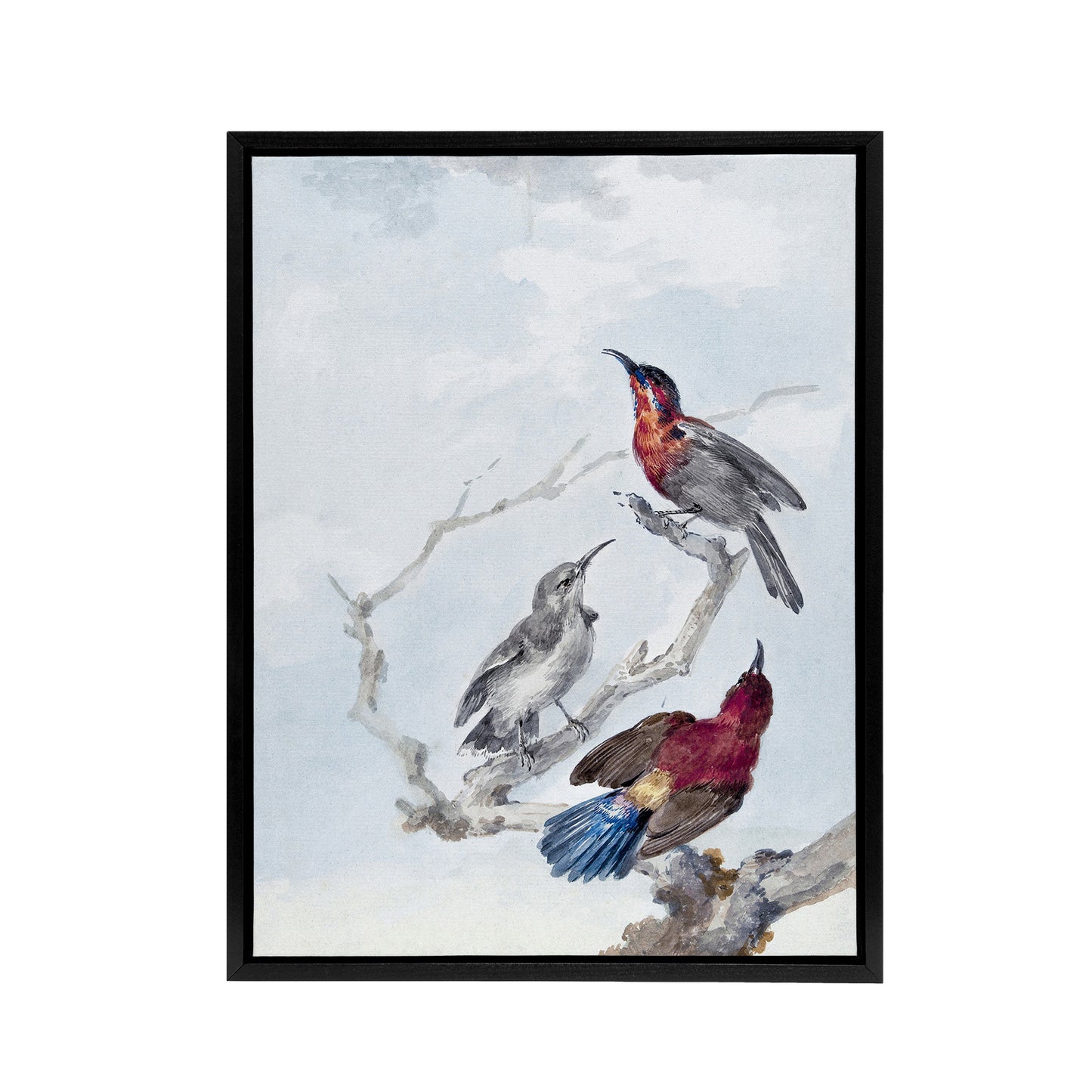 Three Crimson Sunbirds Watercolour Schouman Framed Canvas Wall Art Print
