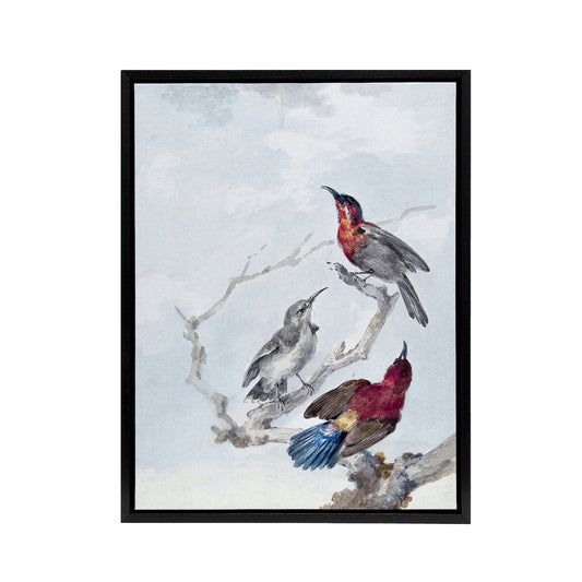 Three Crimson Sunbirds Watercolour Schouman Framed Canvas Wall Art Print