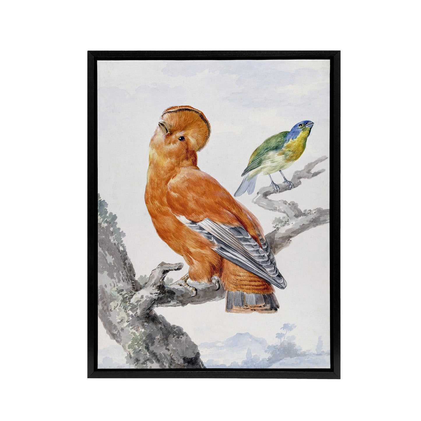 Two Exotic Birds Watercolour Painting Schouman Framed Canvas Wall Art Print
