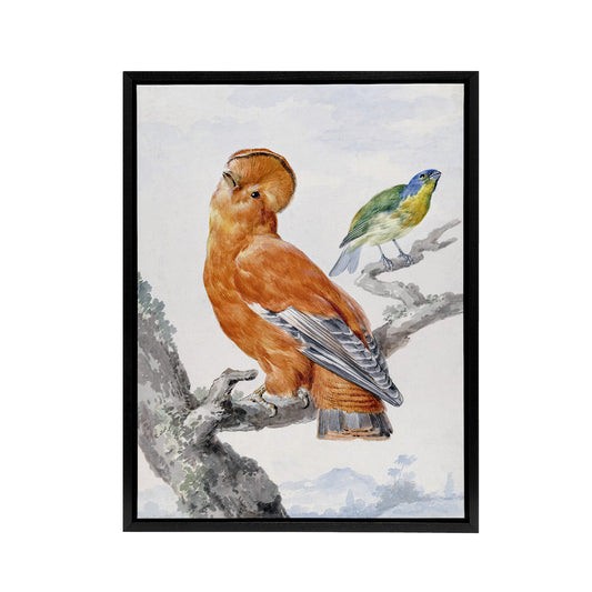 Two Exotic Birds Watercolour Painting Schouman Framed Canvas Wall Art Print