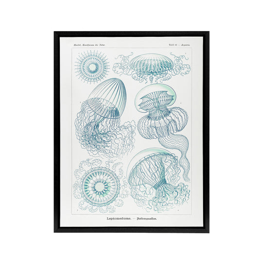 Aequoreidae Jellyfish Marine Life Species Haeckel Framed Canvas Wall Art Print