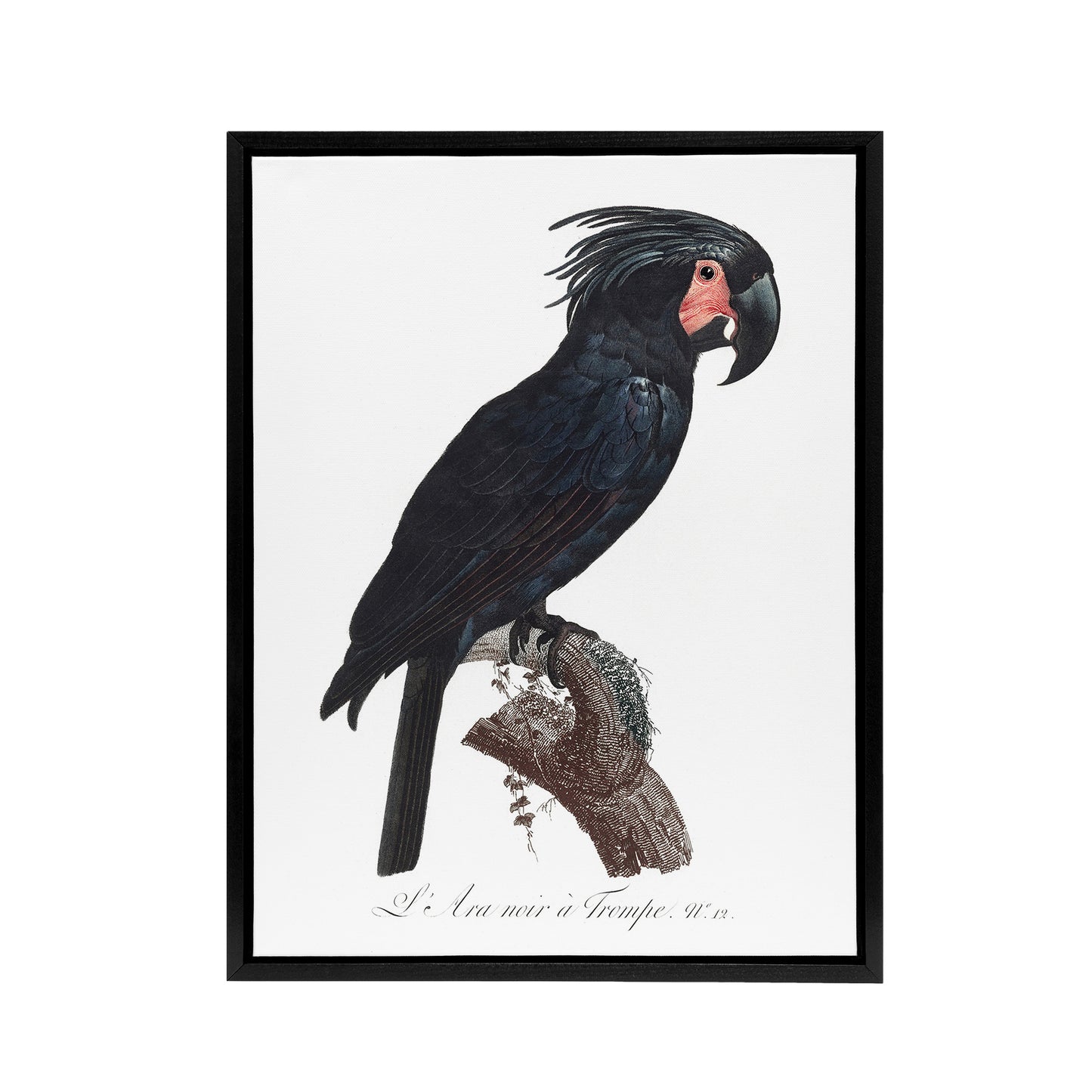 Black Palm Cockatoo Parrot Levaillant Framed Canvas Wall Art Print