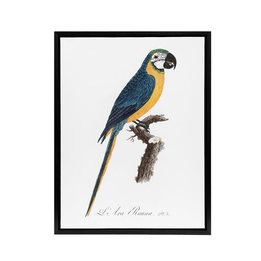 Blue and Yellow Macaw Parrot Levaillant Framed Canvas Wall Art Print