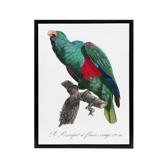 Eclectus Roratus Parrot Francois Levaillant Framed Canvas Wall Art Print