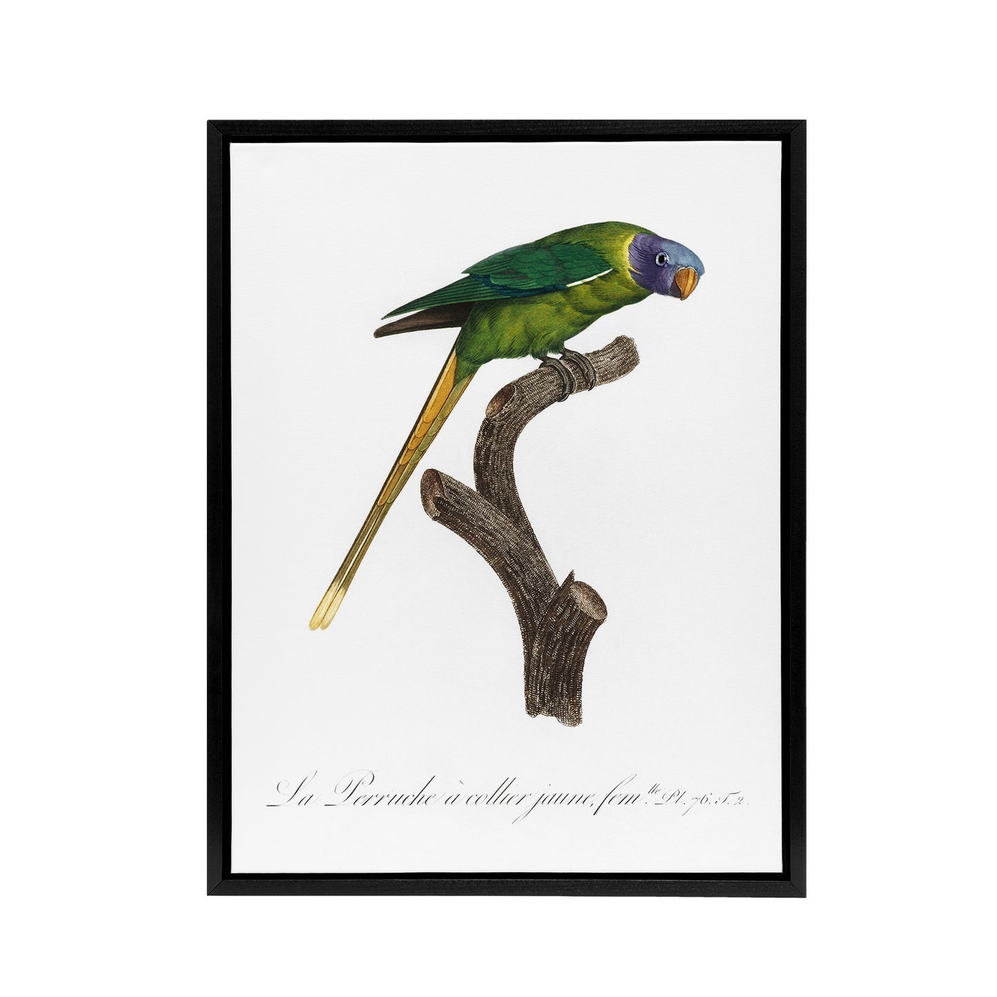Female Plum Headed Parakeet Levaillant Framed Canvas Wall Art Print
