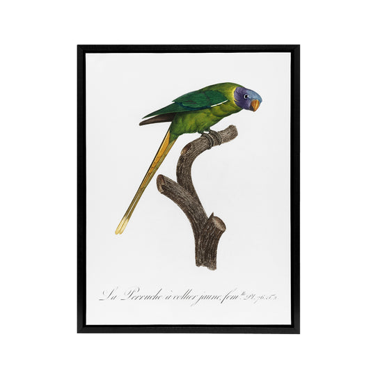 Female Plum Headed Parakeet Levaillant Framed Canvas Wall Art Print