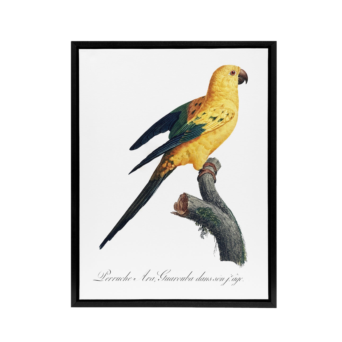 Female Sun Parakeet Bird Francois Levaillant Framed Canvas Wall Art Print