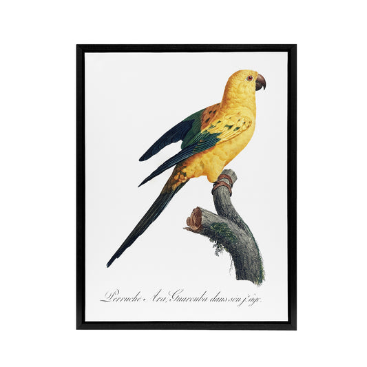 Female Sun Parakeet Bird Francois Levaillant Framed Canvas Wall Art Print