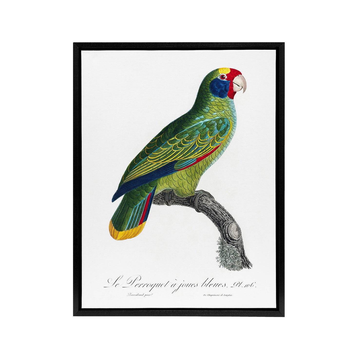 Red And Blue Amazon Parrot Levaillant Framed Canvas Wall Art Print