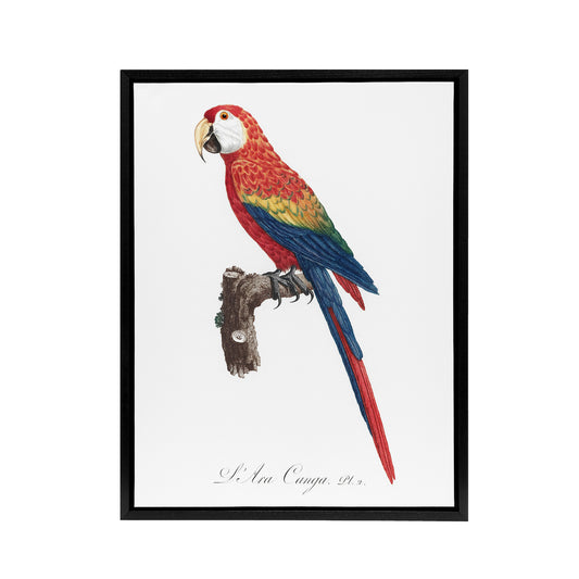 Scarlet Macaw Parrot Francois Levaillant Framed Canvas Wall Art Print
