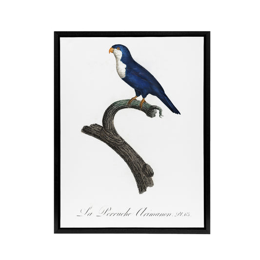 The Arimanon Parakeet Parrot Levaillant Framed Canvas Wall Art Print
