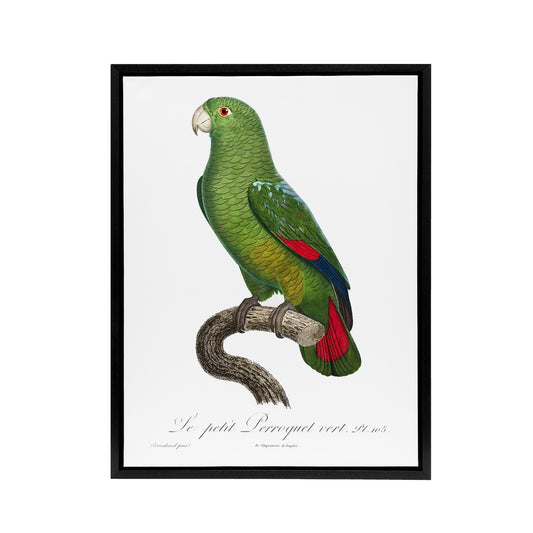 The Black Billed Amazon Parrot Levaillant Framed Canvas Wall Art Print