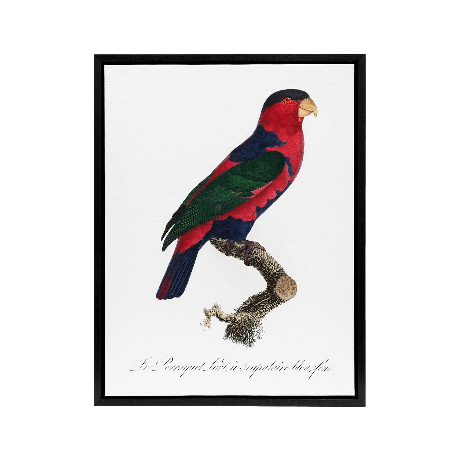 The Black Capped Lory Parrot Levaillant Framed Canvas Wall Art Print