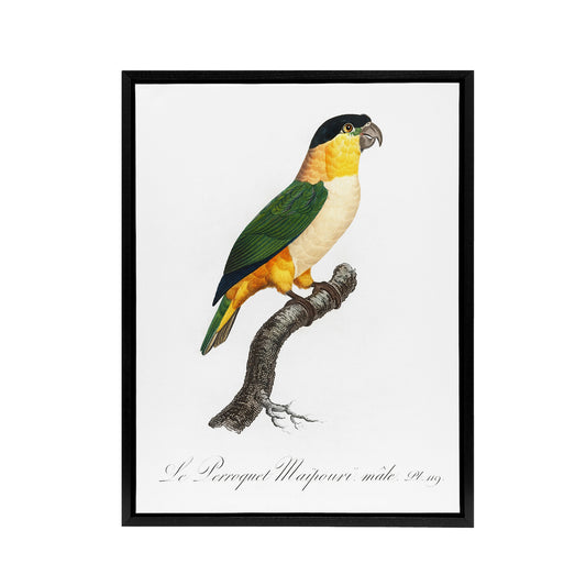 The Black Headed Parrot Francois Levaillant Framed Canvas Wall Art Print