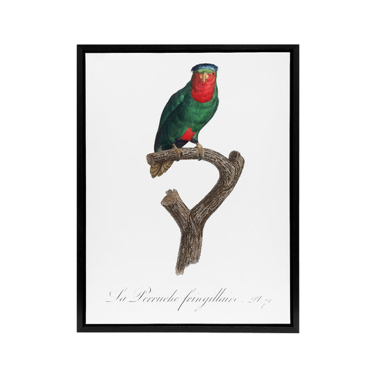 The blue Crowned Lorikeet Parrot Levaillant Framed Canvas Wall Art Print