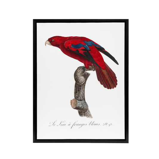 The Blue Fringed Red Lori Parrot Levaillant Framed Canvas Wall Art Print
