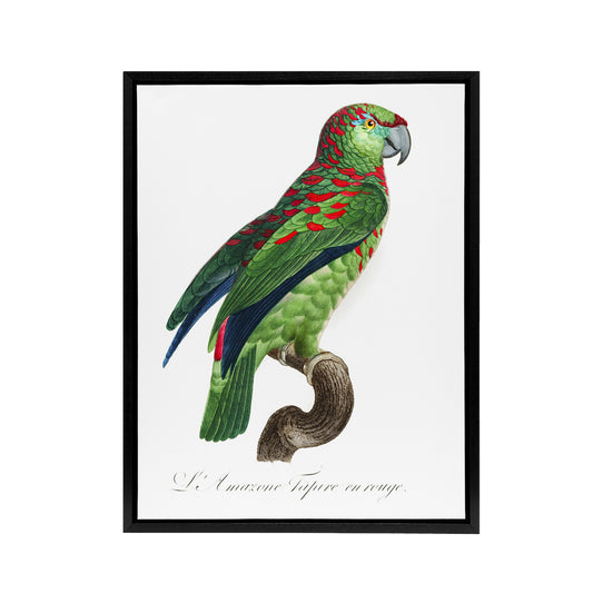 The Blue Fronted Amazon Parrot Levaillant Framed Canvas Wall Art Print