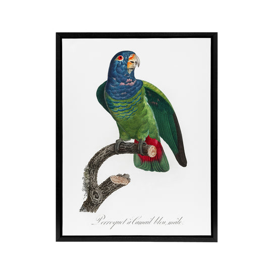 The Blue Headed Parrot Francois Levaillant Framed Canvas Wall Art Print