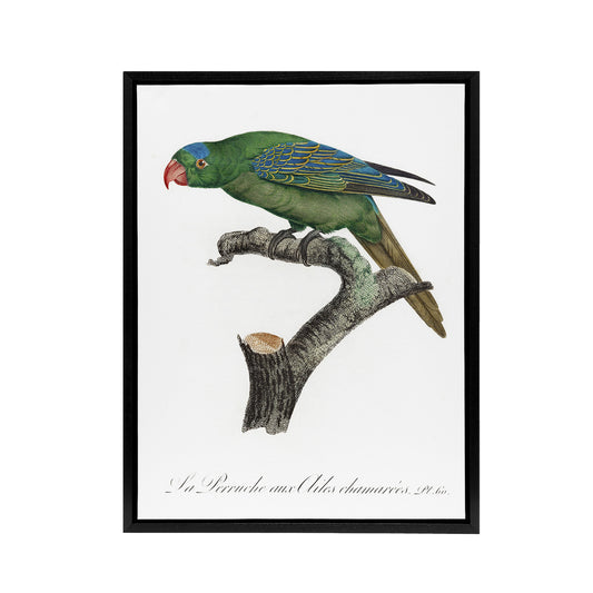 The Blue Naped Parrot Francois Levaillant Framed Canvas Wall Art Print