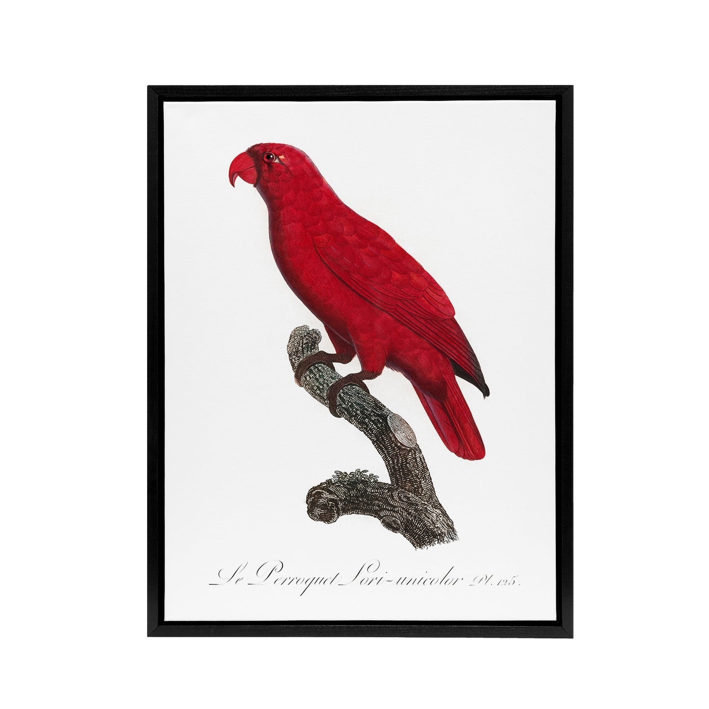 The Cardinal Lory Parrot Francois Levaillant Framed Canvas Wall Art Print