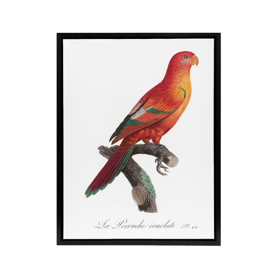 The Crimson Shining Parrot Levaillant Framed Canvas Wall Art Print