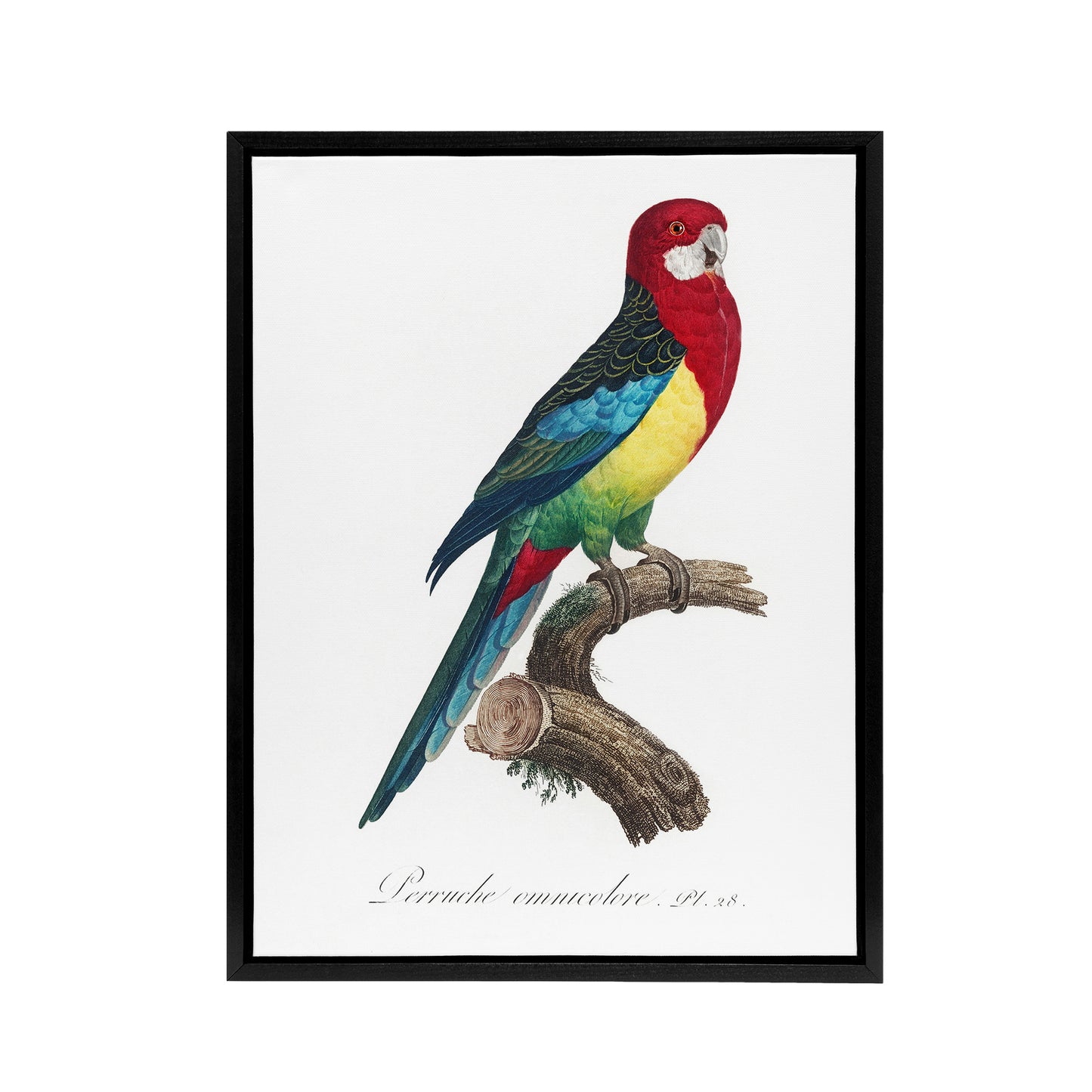 The Eastern Rosella Parrot Levaillant Framed Canvas Wall Art Print