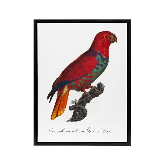The Eclectus Parrot Francois Levaillant Framed Canvas Wall Art Print