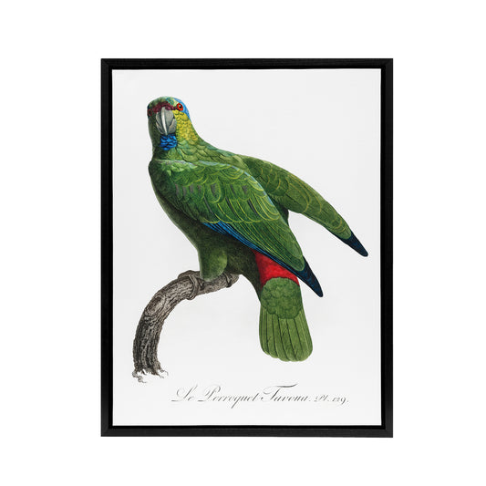 The Festive Amazon Parrot Levaillant Framed Canvas Wall Art Print