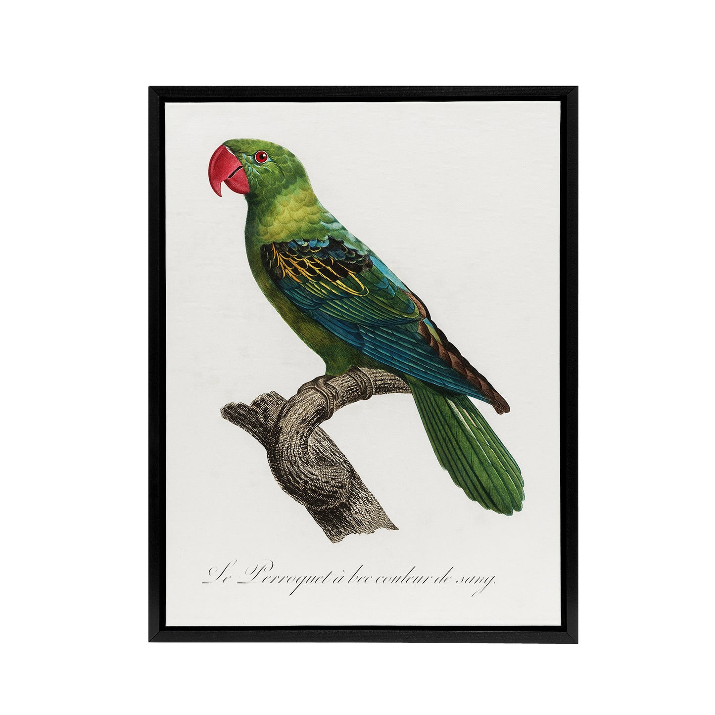 The Great Billed Parrot Francois Levaillant Framed Canvas Wall Art Print